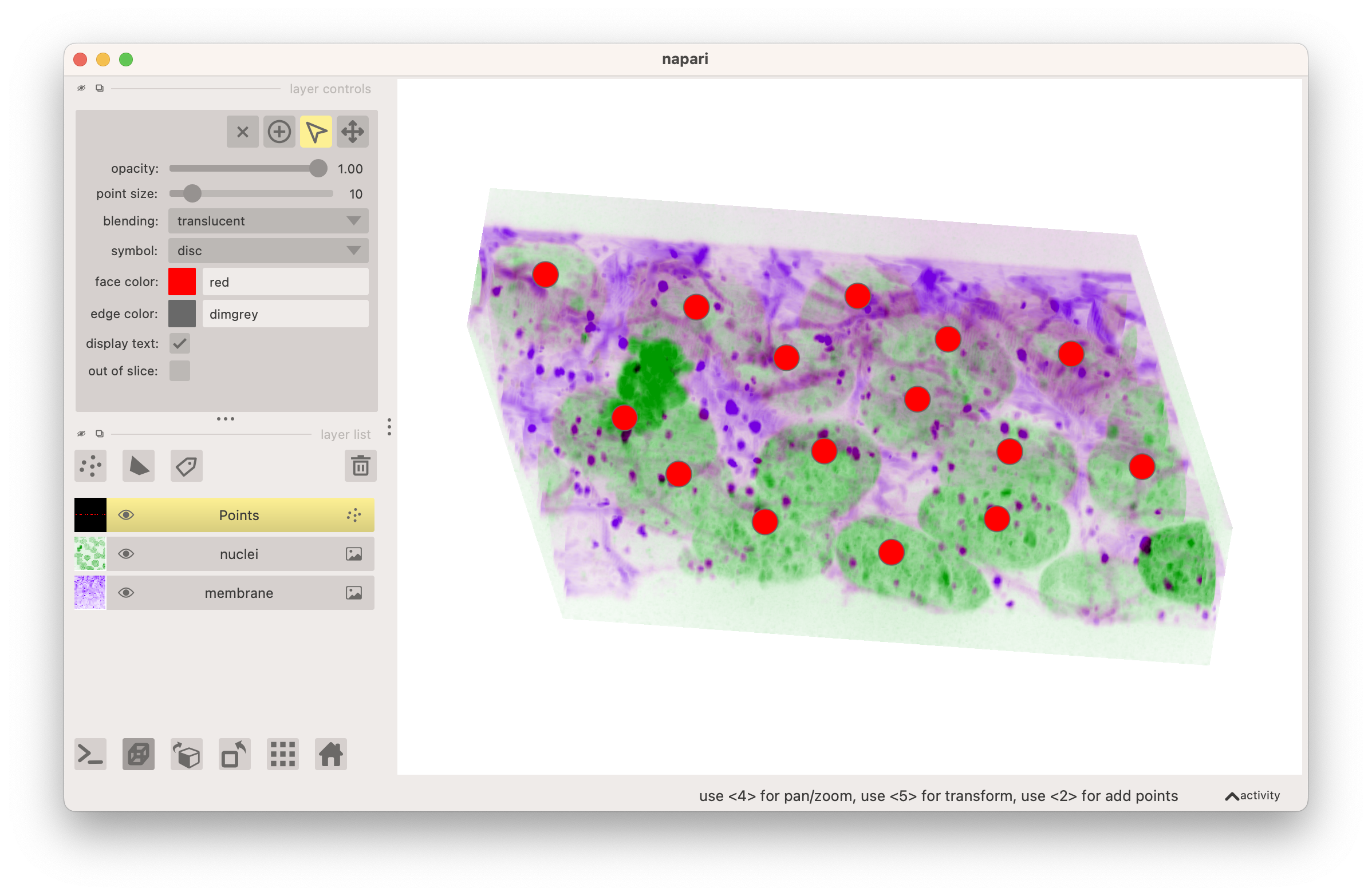 screenshot of napari viewer in 3D rendering mode showing 3 layers: 1) image of cell nuclei (green), 2) image of cell membranes (purple), 3) points indicating nuclei (red)